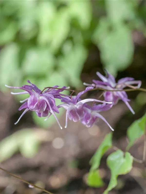 Großblütige Elfenblume 'Lilafee'