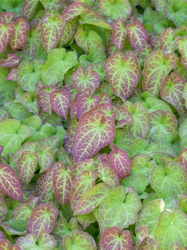 Elfenblume 'Frohnleiten'