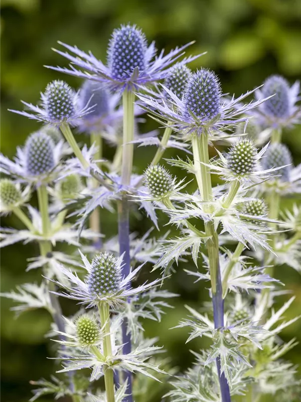 Mannstreu 'Big Blue'