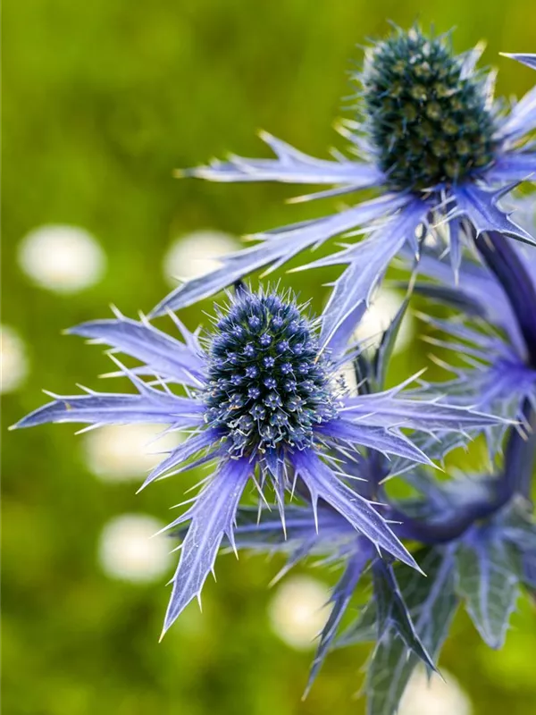 Flachblättriger Mannstreu