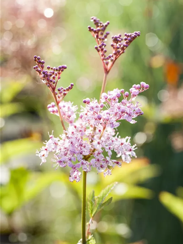 Mädesüß 'Venusta'