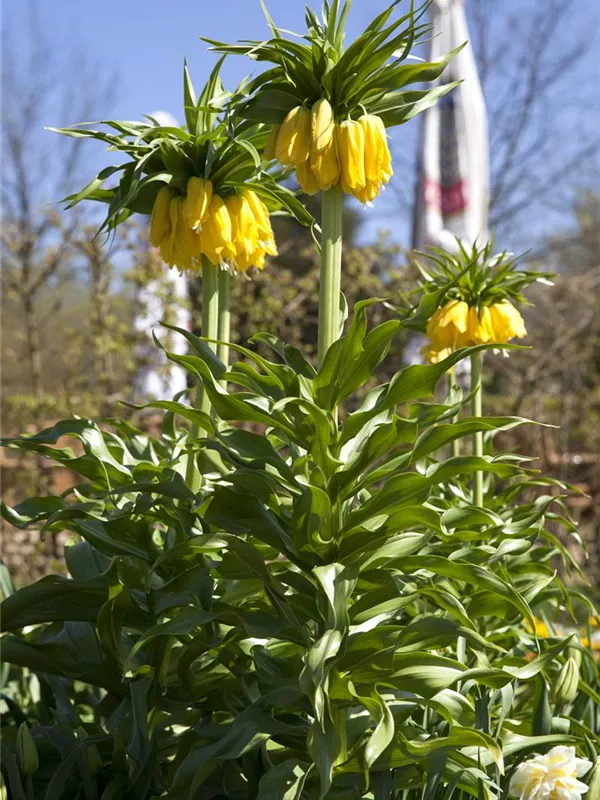 Kaiserkrone 'Maxima Lutea'