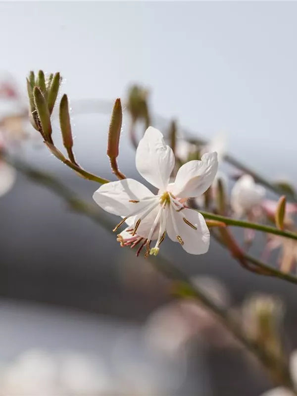 Prachtkerze 'Elurra'