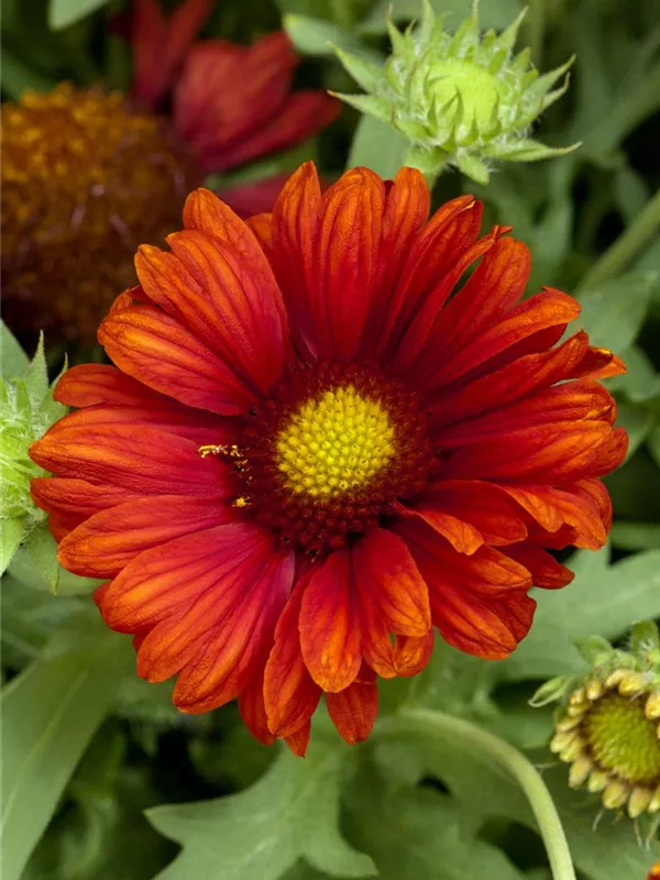 Großblumige Kokardenblume 'Burgunder'