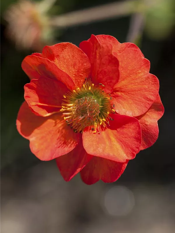 Chilenische Nelkenwurz 'Feuerball'