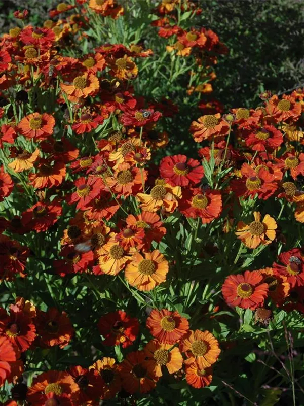 Sonnenbraut 'Moerheim Beauty'