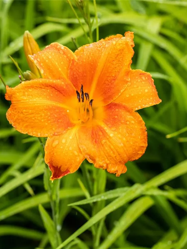 Taglilie 'Mauna Loa'