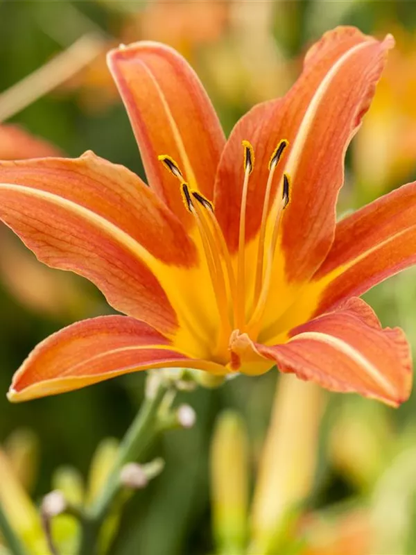 Taglilie 'Sammy Russel'