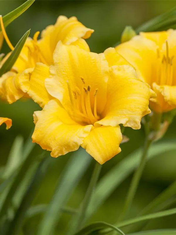 Taglilie 'Stella de Oro'