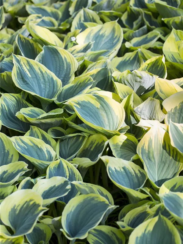 Große Gelbrand-Funkie 'Sagae'