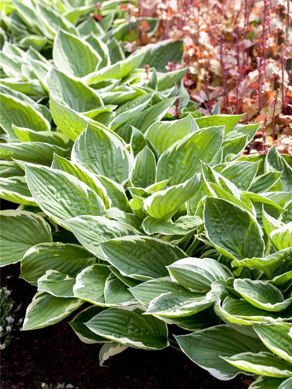 Graublättrige Goldrand-Funkie 'Patriot'