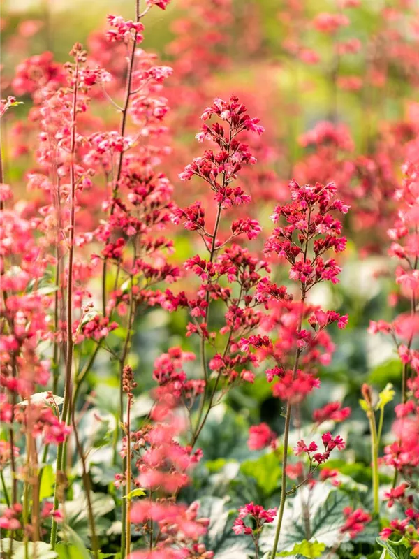 Purpurglöckchen 'Paris'