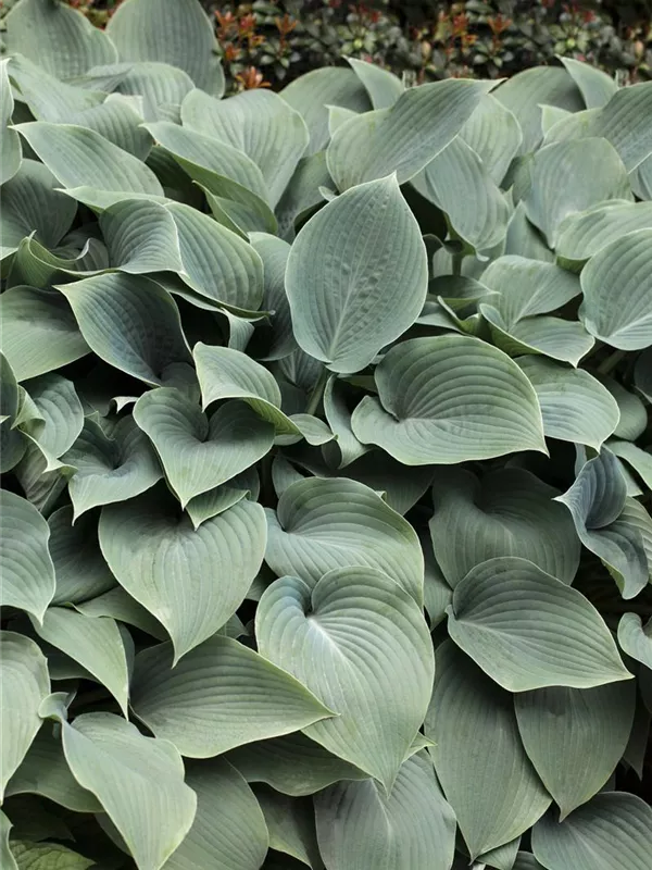 Große Blaublatt-Funkie 'Elegans'