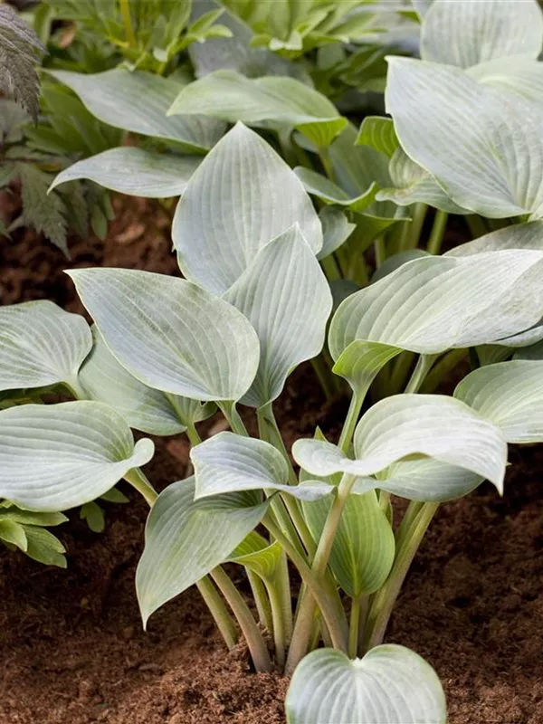 Graublaue Funkie 'Halcyon'