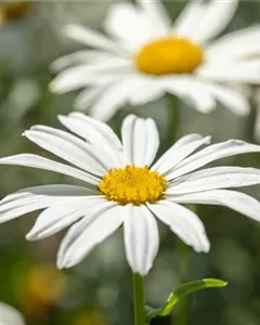 Großblumige Margerite 'Gruppenstolz'