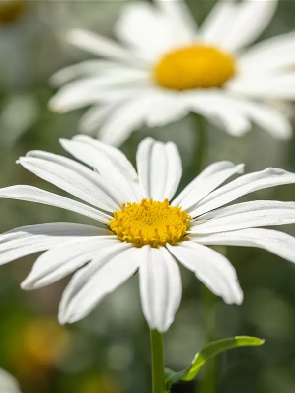 Großblumige Margerite 'Gruppenstolz'