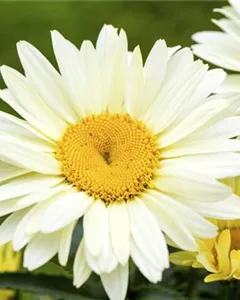 Großblumige Margerite 'Broadway Lights'®