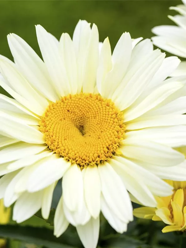 Großblumige Margerite 'Broadway Lights'®