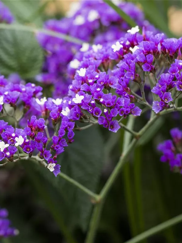 Breitblättriger Steppenschleier