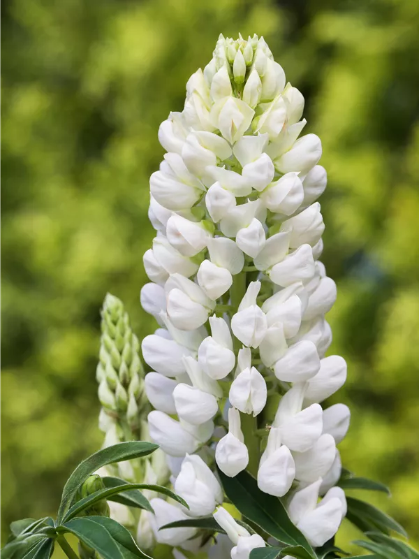 Vielblättrige Lupine