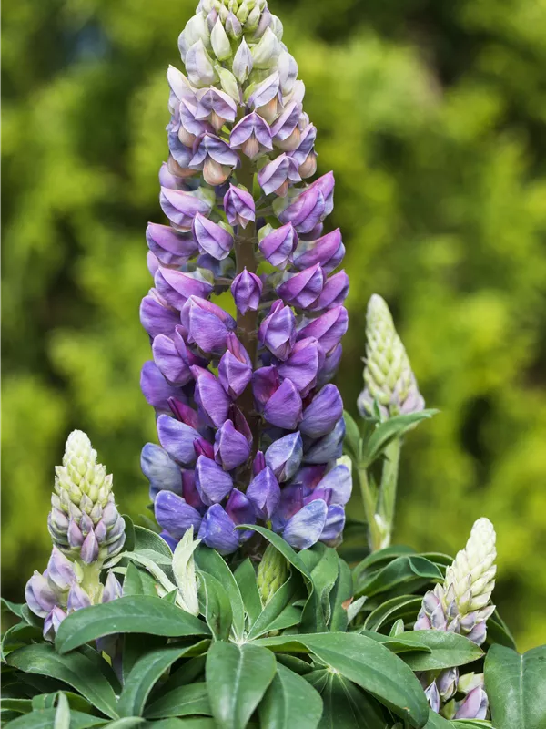 Vielblättrige Lupine