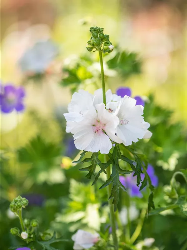 Moschus-Malve 'Alba'