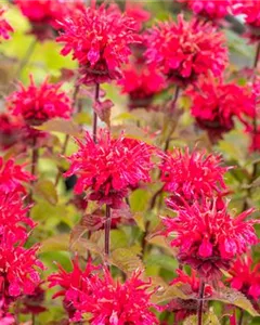 Indianernessel 'Bee-Happy'®