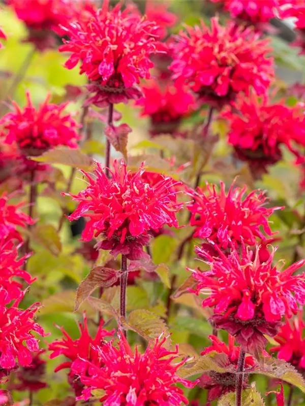 Indianernessel 'Bee-Happy'®