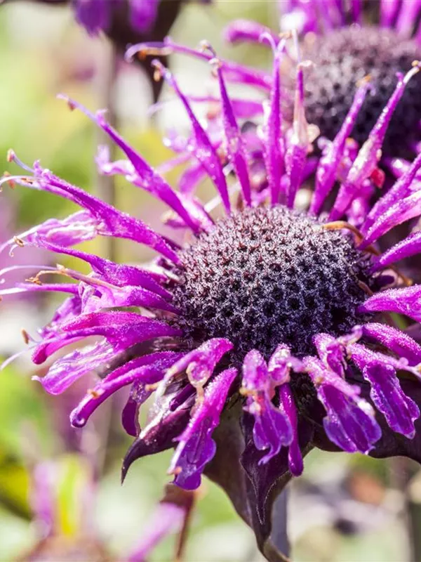 Indianernessel 'Prärienacht'