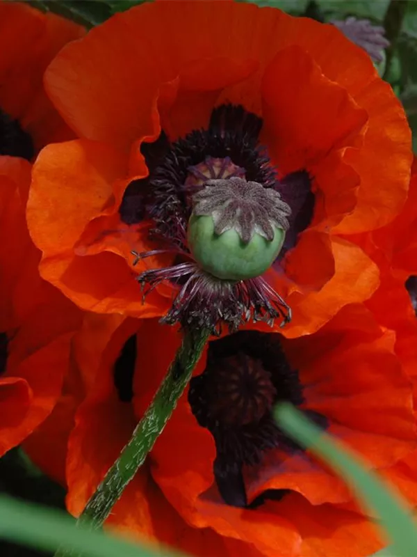 Orientalischer Mohn 'Brillant'