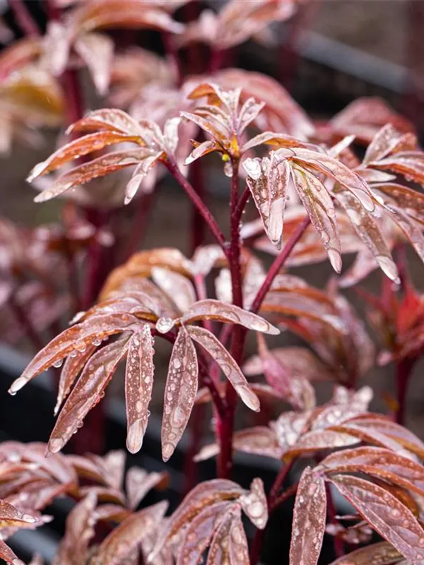 Pfingstrose 'Karl Rosenfield'