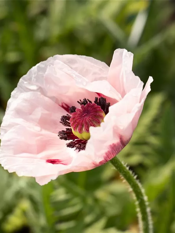 Orientalischer Mohn 'Royal Wedding'