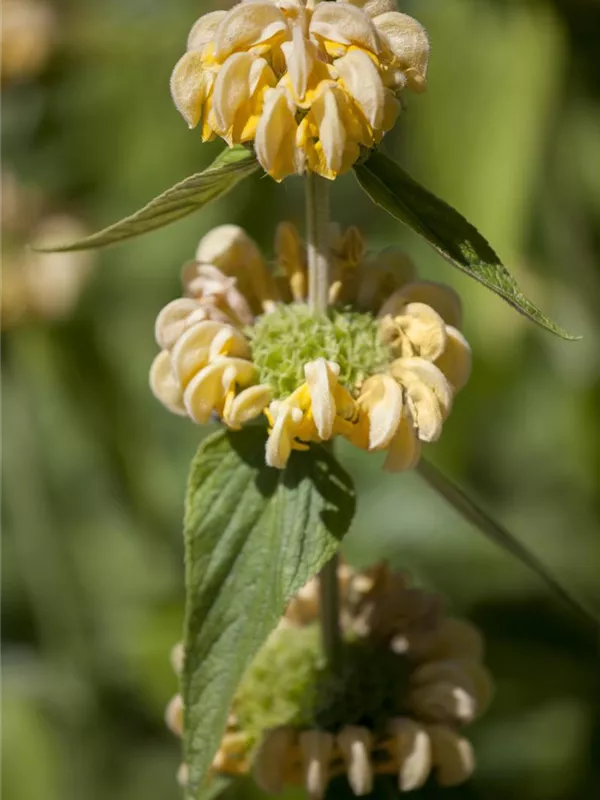 Syrisches Brandkraut