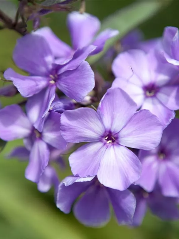 Hohe Flammenblume 'Blue Paradise'