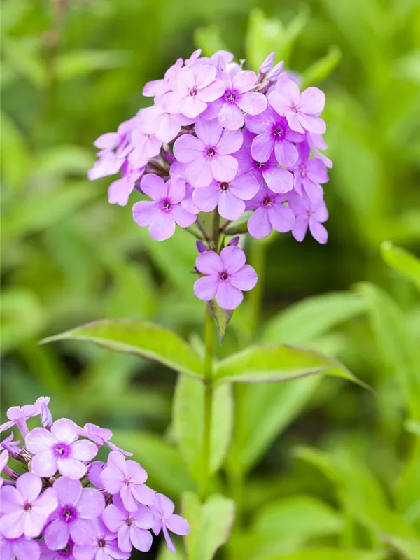 Hohe Flammenblume 'Hesperis'