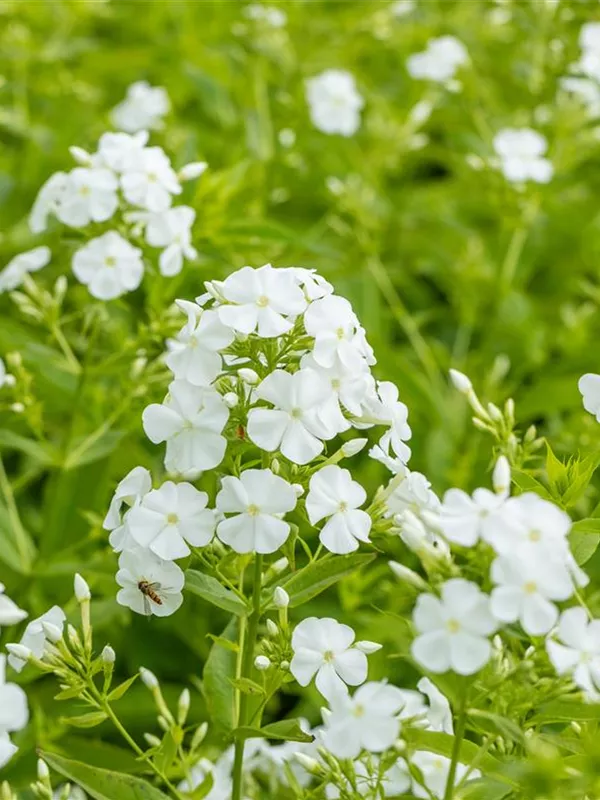 Hohe Flammenblume 'Pax'