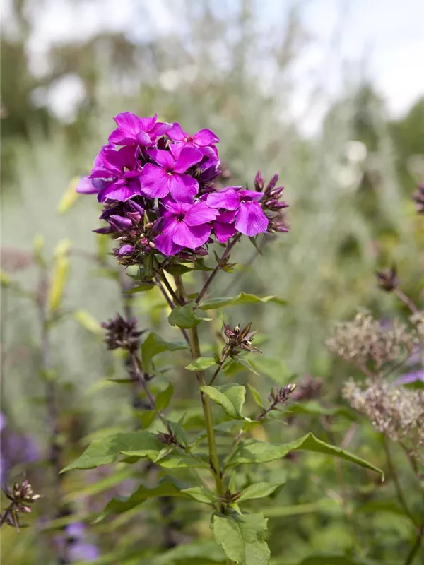 Hohe Flammenblume 'Starfire'