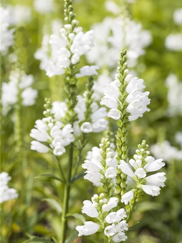 Gelenkblume 'Summer Snow'