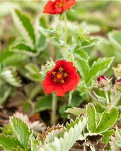 Blutrotes Fingerkraut