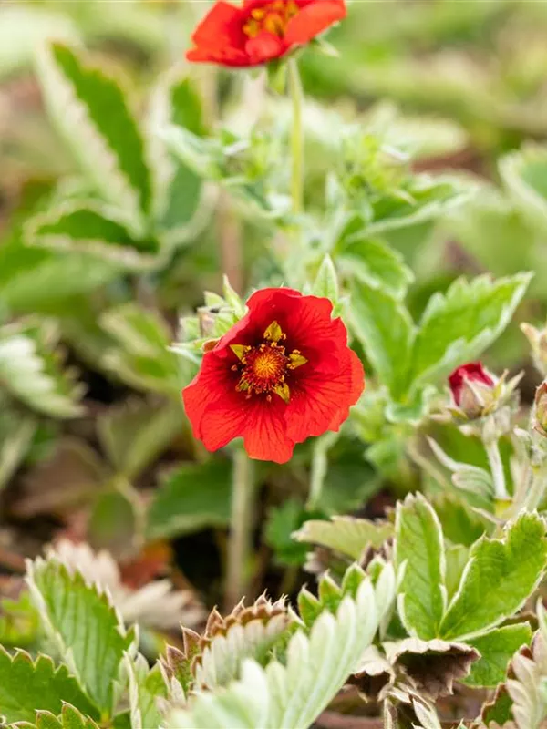 Blutrotes Fingerkraut