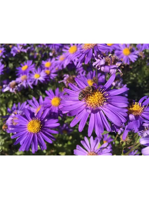 Sommer-Aster 'Jungfrau'