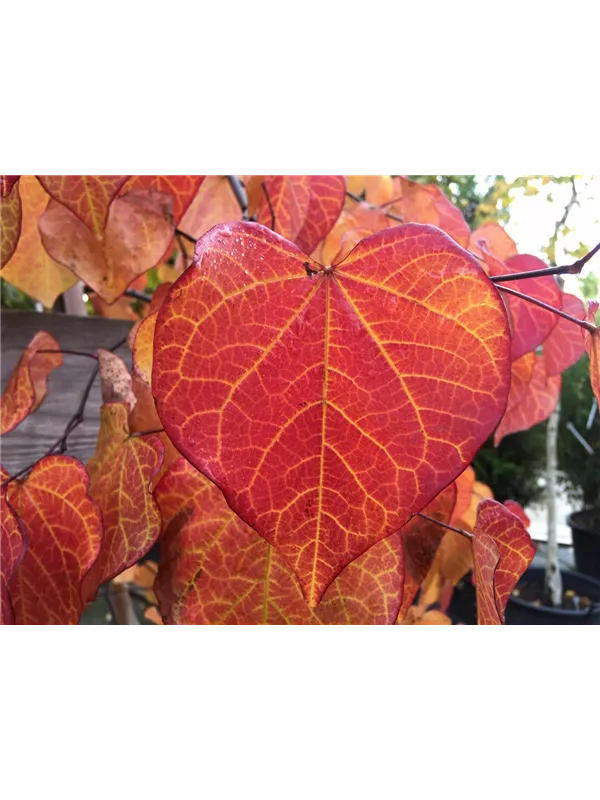 Kanadischer Judasbaum 'Forest Pansy'