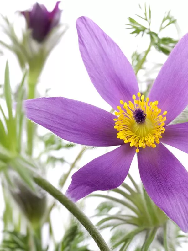 Gewöhnliche Kuhschelle