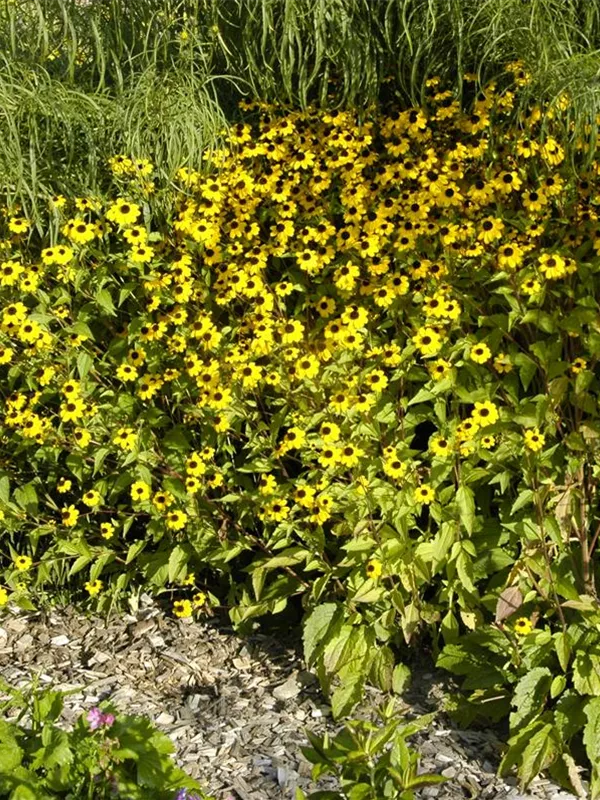 Dreilappiger Sonnenhut