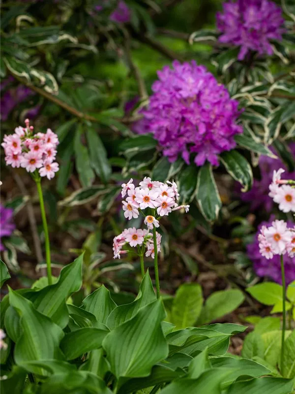 Etagen-Schlüsselblume 'Appleblossom'