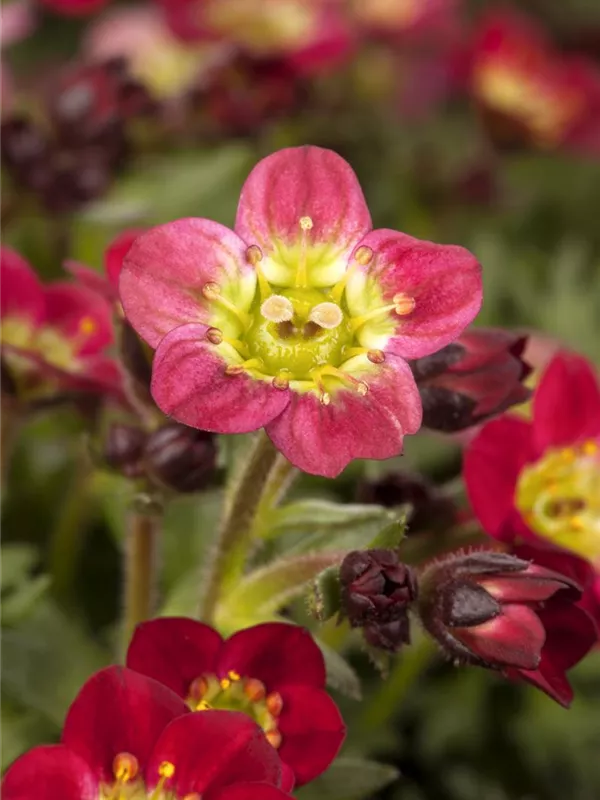 Moos-Steinbrech 'Touran Deep Red'®