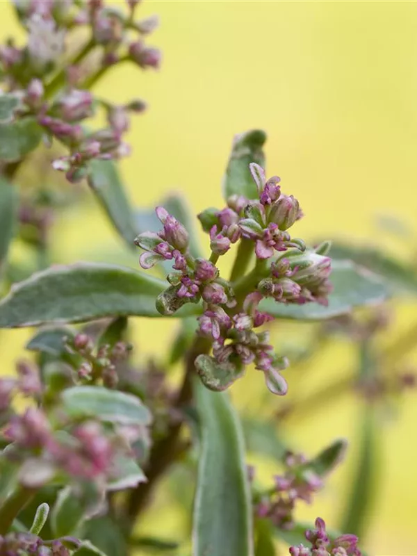 Teppich-Fettblatt 'Tricolor'