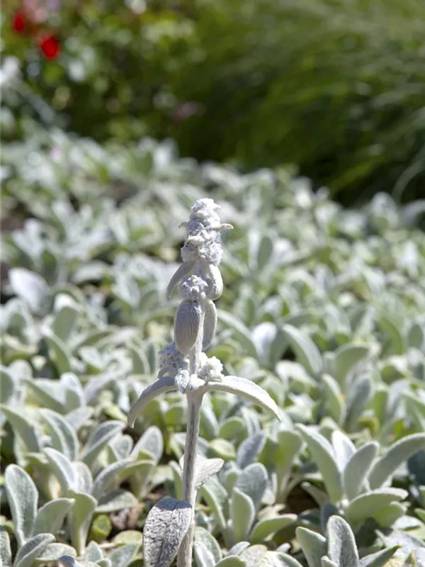 Matten-Woll-Ziest 'Silver Carpet'