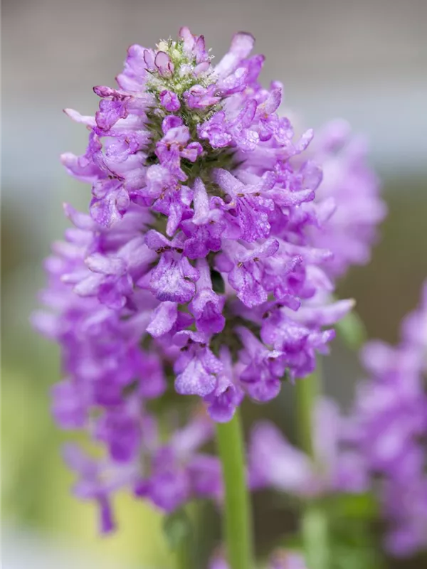 Dichtblütiger Ziest 'Hummelo'