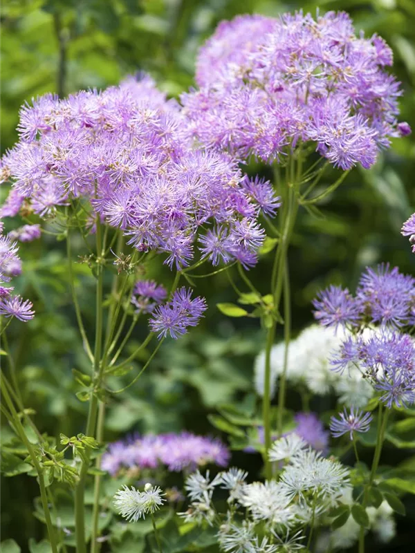 Akeleiblättrige Wiesenraute